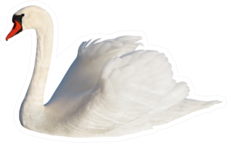 Fluffy White Swan, Isolated On White Sticker