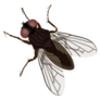 Fly, Housefly (musca Domestica) Sticker