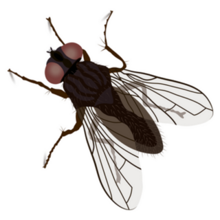 Fly, Housefly (musca Domestica) Sticker