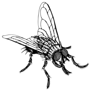 Fly Sketch Insect Hand Drawn Sticker
