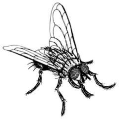 Fly Sketch Insect Hand Drawn Sticker