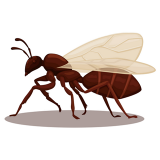 Flying Ant Animal Species Cartoon Sticker