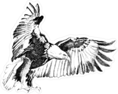 Flying Bald Eagle Charcoal Illustration Sticker
