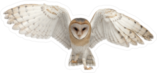 Flying Barn Owl Sticker