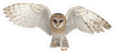 Flying Barn Owl Sticker