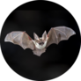 Flying Bat On Dark Background Sticker