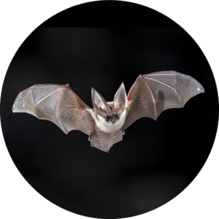 Flying Bat On Dark Background Sticker