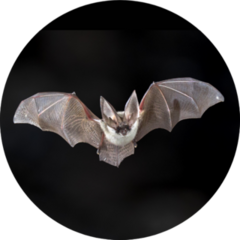 Flying Bat On Dark Background Sticker