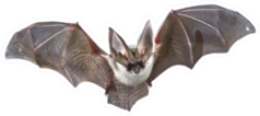 Flying Bat Photo Sticker