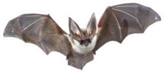 Flying Bat Photo Sticker