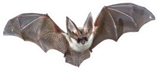 Flying Bat Photo Sticker