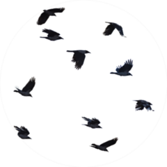 Flying Crows White Background Sticker