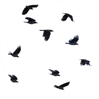 Flying Crows White Background Sticker