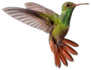 Flying Hummingbird Isolated On White Background Sticker