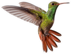 Flying Hummingbird Isolated On White Background Sticker