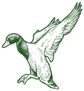 Flying Mallard Duck Hand Drawing Sticker