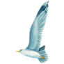 Flying Sky Seagull Sticker