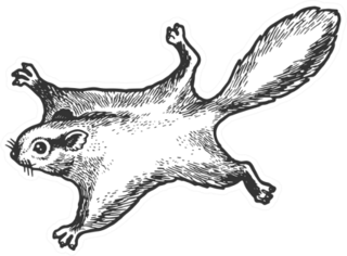 Flying Squirrel Animal Sketch Sticker