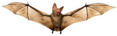Flying Vampire Bat Sticker