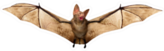 Flying Vampire Bat Sticker