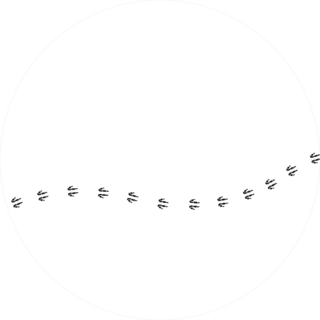 Footpath Trail Of Kangaroo Sticker