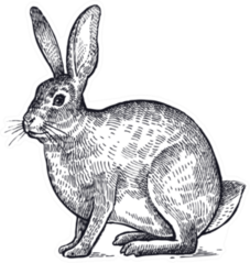 Forest Animal Hare Or Rabbit Sketch Sticker