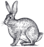 Forest Animal Hare Or Rabbit Sketch Sticker