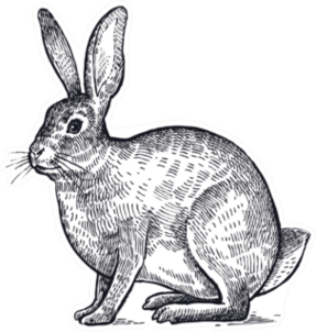 Forest Animal Hare Or Rabbit Sketch Sticker
