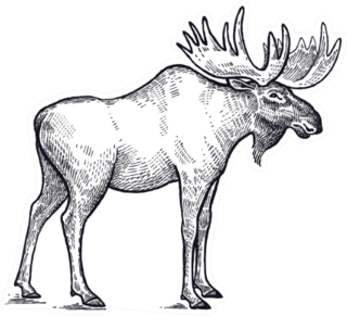 Forest Animal Moose Hand Drawing Sticker