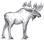Forest Animal Moose Hand Drawing Sticker