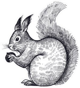 Forest Animal Squirrel Hand Drawn Sticker