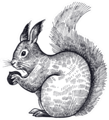 Forest Animal Squirrel Hand Drawn Sticker