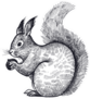 Forest Animal Squirrel Hand Drawn Sticker