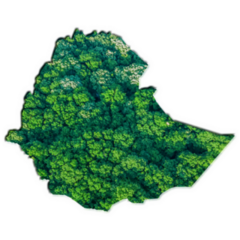 Forest Map Ethiopia Sticker