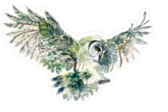 Forest Owl Sticker
