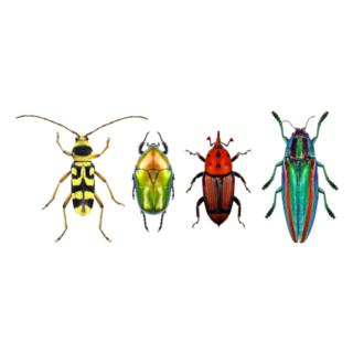 Four Colorful Beetles Sticker