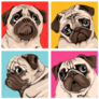 Four Pug Portraits Sticker 