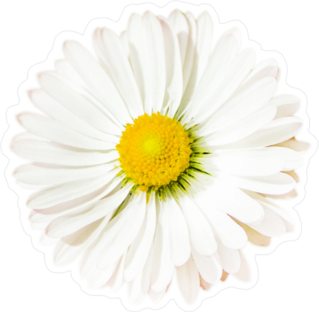 Fragile White Daisy Sticker