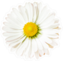 Fragile White Daisy Sticker