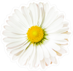 Fragile White Daisy Sticker