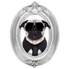 Framed Pug Portrait Sticker