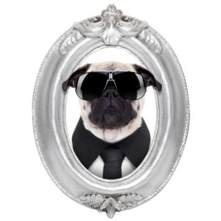 Framed Pug Portrait Sticker