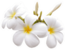 Frangipani Flower Isolated White Background Sticker