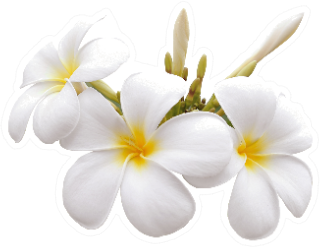 Frangipani Flower Isolated White Background Sticker