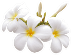 Frangipani Flower Isolated White Background Sticker