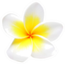 Frangipani Plumeria Flower Isolated On White Sticker