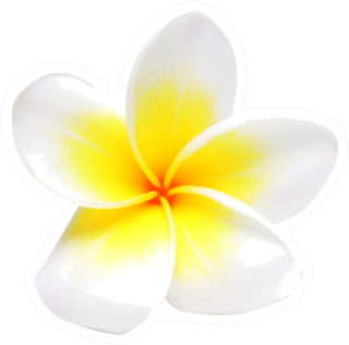 Frangipani Plumeria Flower Isolated On White Sticker