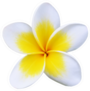 Frangipani Plumeria Flower Isolated Sticker