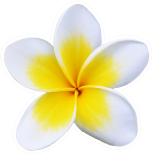 Frangipani Plumeria Flower Isolated Sticker