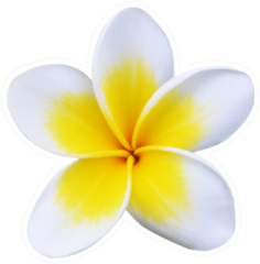 Frangipani Plumeria Flower Isolated Sticker